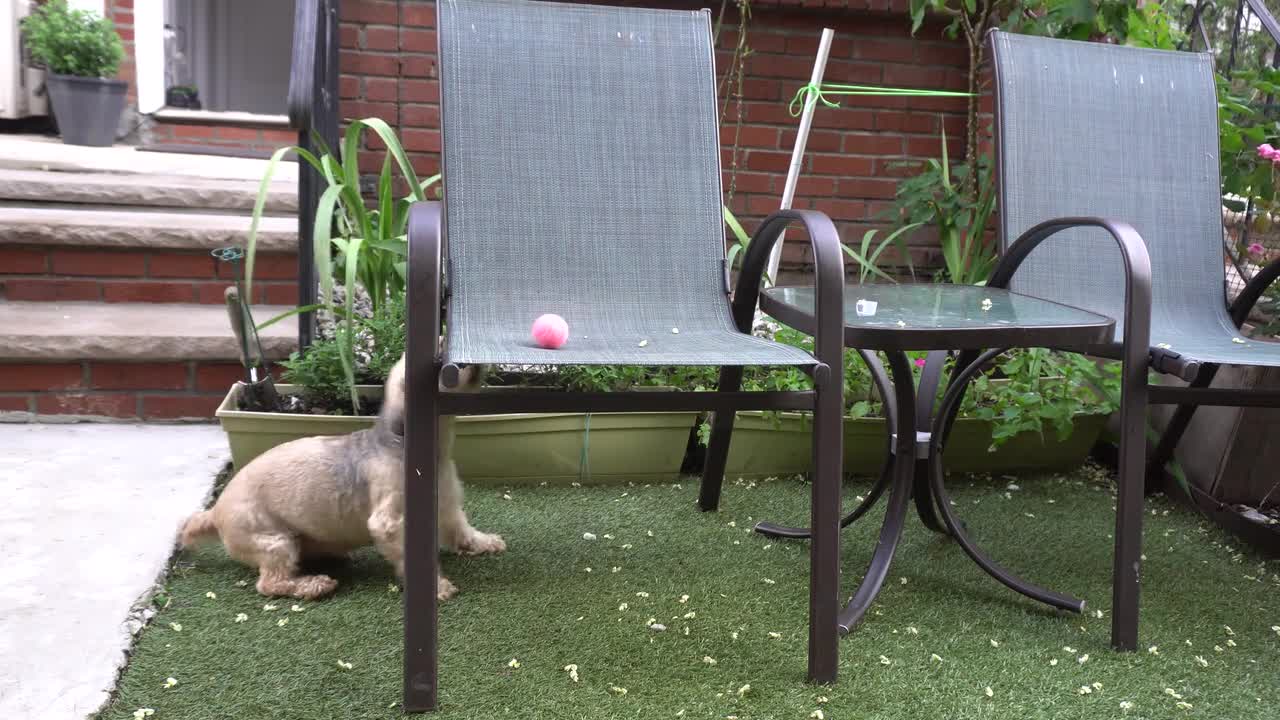 Dog Playing With Ball in Yard