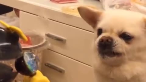Super funny animals