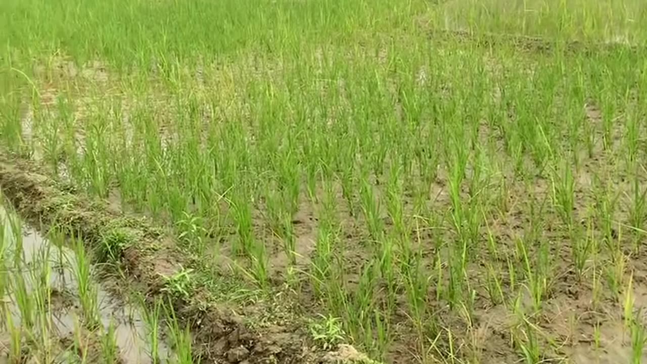 First day rice tree
