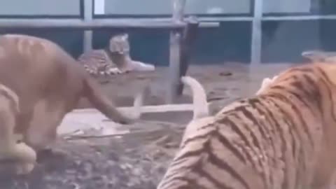 Dog stops lion and tiger from fighting