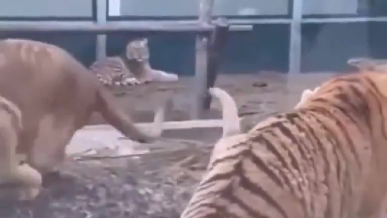 Dog stops lion and tiger from fighting