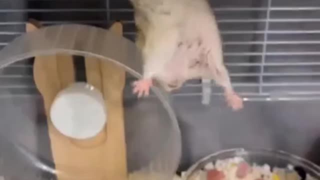 hamster drama