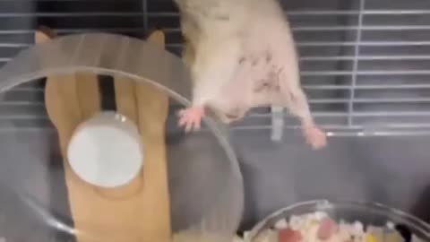 hamster drama