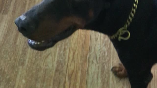 Peace, the Doberman Receives His Secret Service Salary