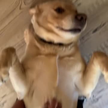 Chunky Doze 😂❤️