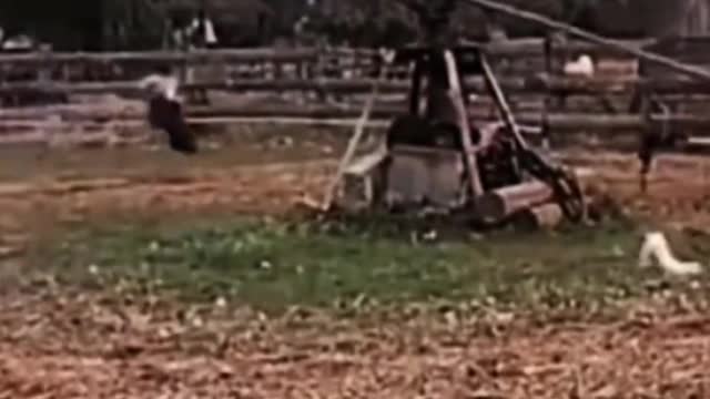 Suddenly looking back, I found that there were cats and dogs