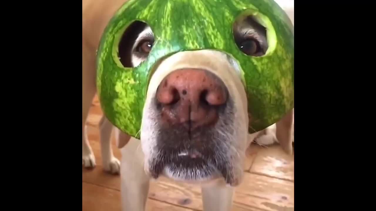 Funny dog ​​compilation!!!