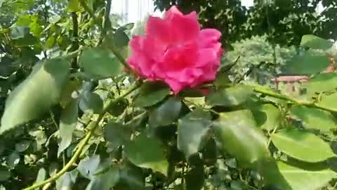 How bright is this rose