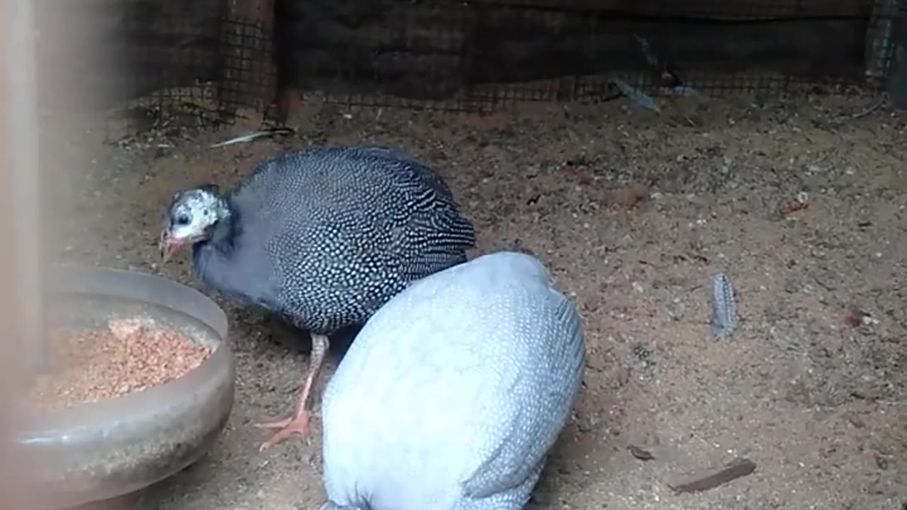 feeding the bird