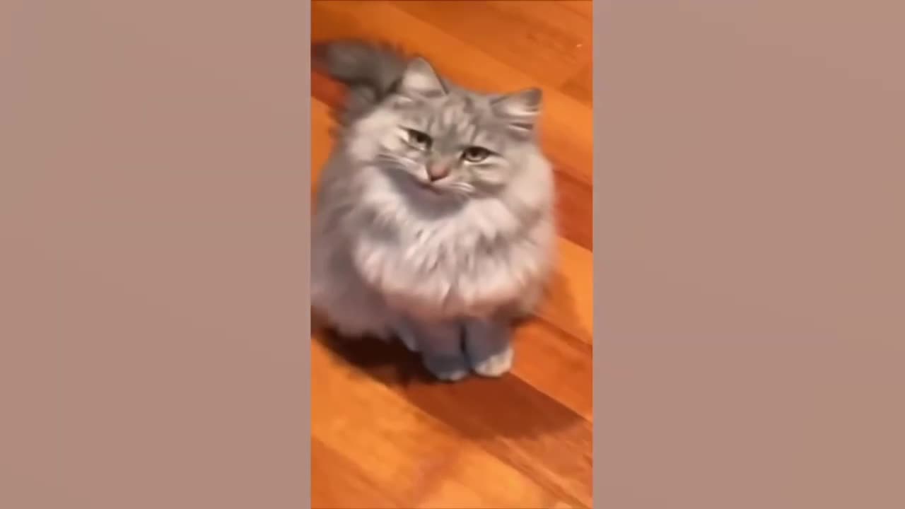 š¤£WIDIO SUPER