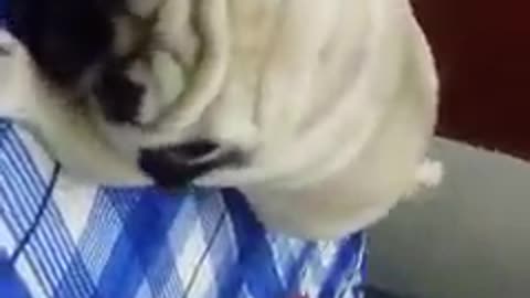 Dog Playing with me APM