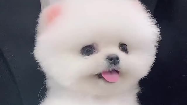 A cute little dog