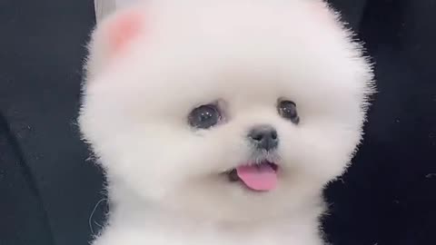 A cute little dog