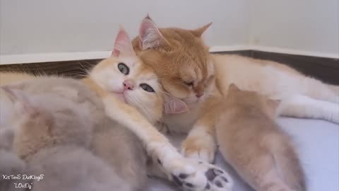 Top videos of the love story of dad cat Leo and mom cat Mimi