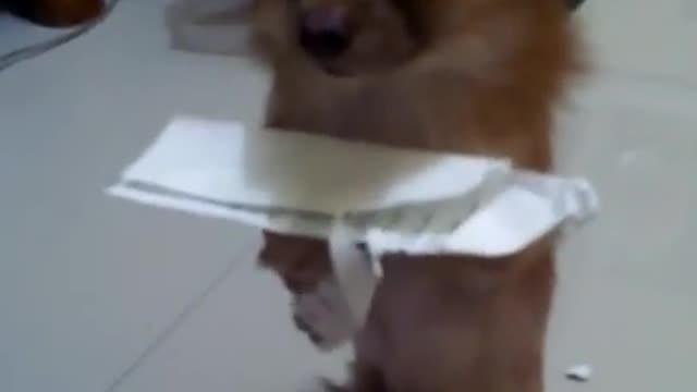 Cute Puppy Learns His Lesson