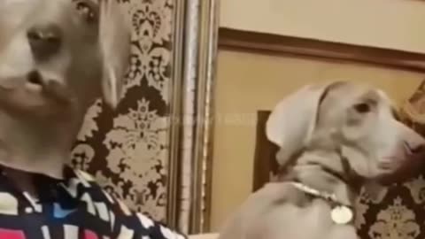 Funny cat and dog 🐶 try not to laugh