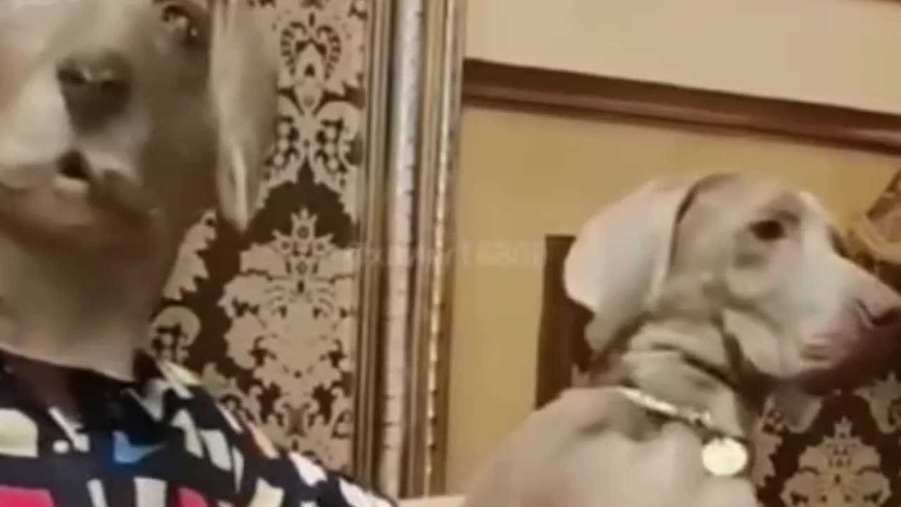 Funny cat and dog 🐶 try not to laugh