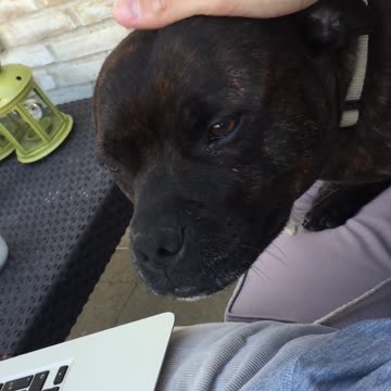 Perro se niega a que su dueño deje de acariciarlo