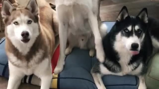 funny smart huskies dog answer the questions🐕‍🦺😂