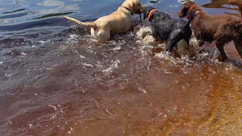 Four dogs after one stick