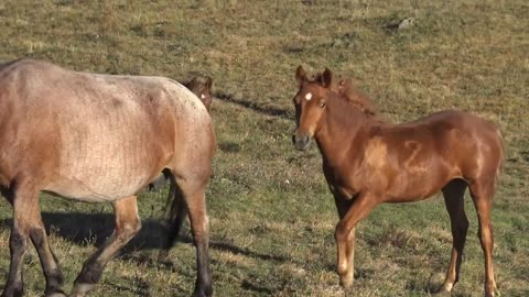 The horses return from a nightly foray into farm fields