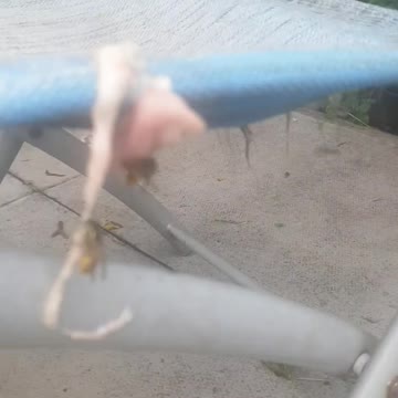 Wasp Caught Stealing my Cats Meat