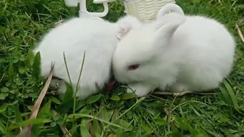 Cute Baby Bunny Play Time