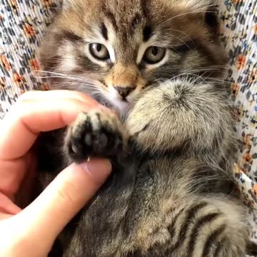 Cute Animals #shorts #animals #relaxing ##wildlife #cute