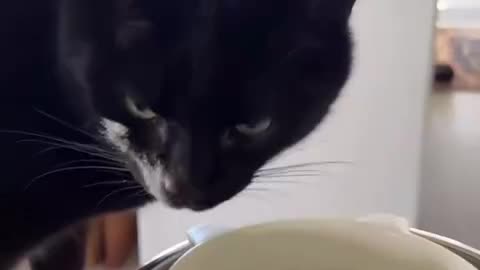 Hunter Biden cat? 🤣