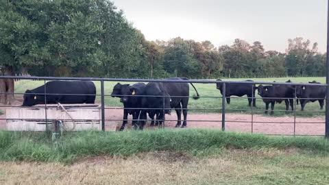 47-Exposed Brangus heifers.