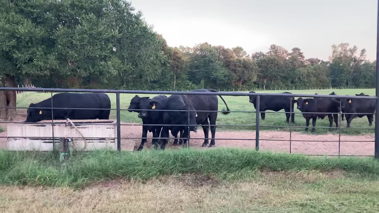 47-Exposed Brangus heifers.