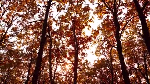 Autuman leaves drone aeriel view