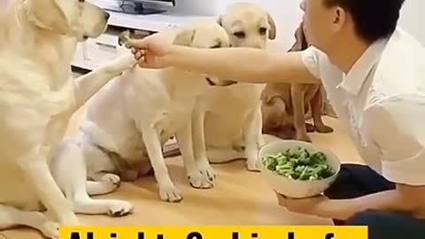 Funny dog's 🐕‍🦺 love💖 quit puppy 🐶dogs lover