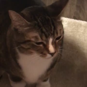 Cat Makes Awful Face After Being Hugged and Kissed