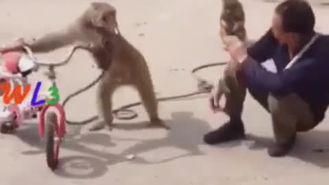 Boy and Monkey Funny Video