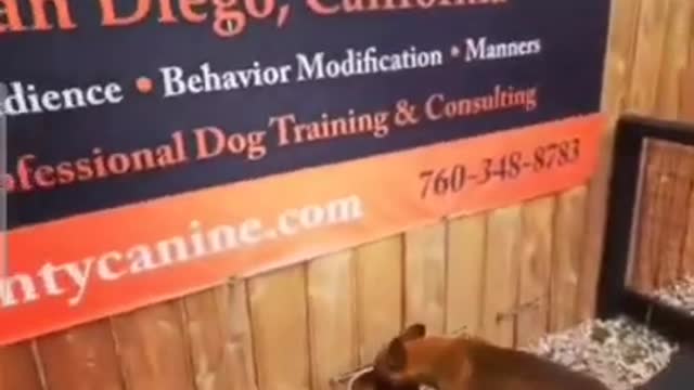 Dog training