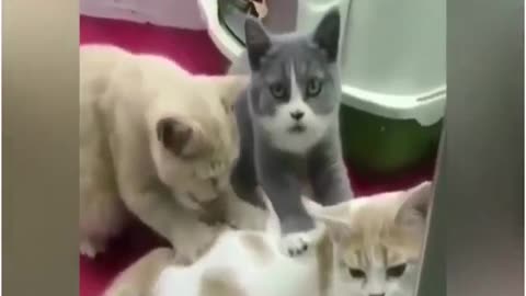 Funny cats video