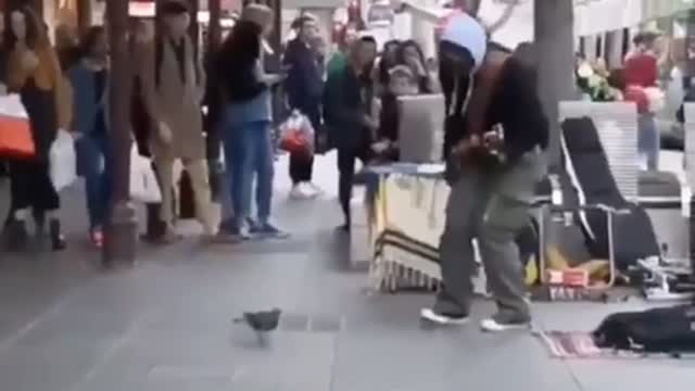 Because Every Timeline Needs a Dancing Pigeon.