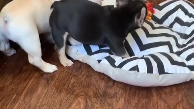 Dogi