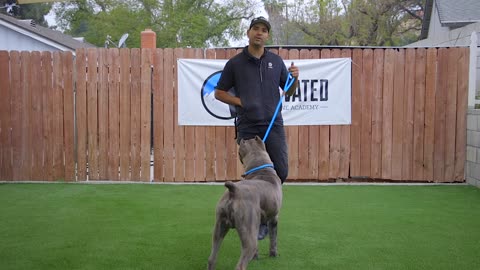 The amzaing Dog Training Watch free video