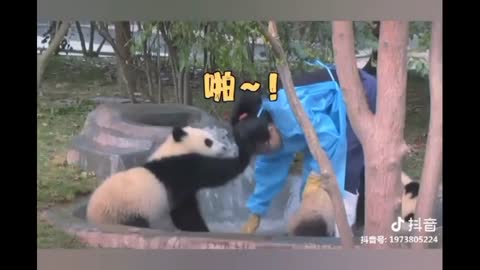 Black panda funny video 😝😂😂