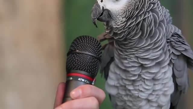 The Parrot that literally will blow your mind