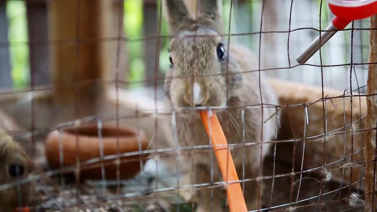 Cute rabbits in a cage eating a carrot