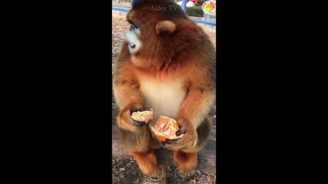 Monkey feeding