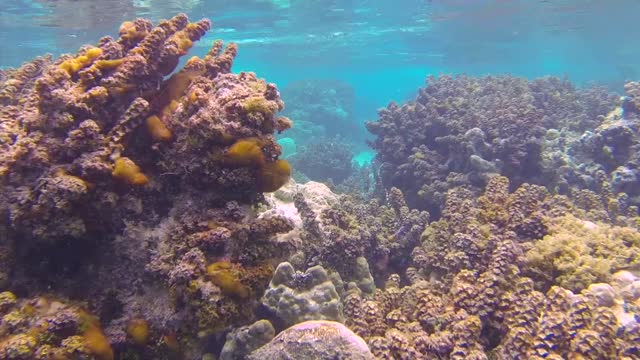 Tahaa Drift Snorkel Experience