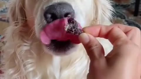 Dog funny videos