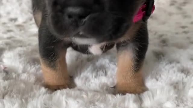 Super cute dog