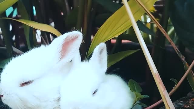 Cute and Funny Bunnies, Rabbits Videos | Cute Animals | #1 | #shorts