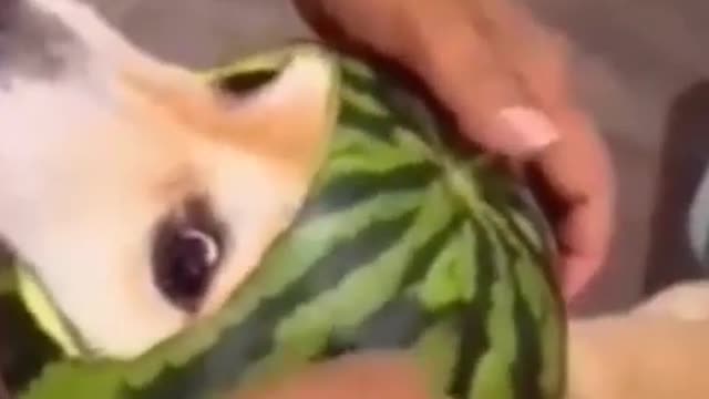 Dog dubbing funny video #new #vairal #short #video #shortvideo #newvideo