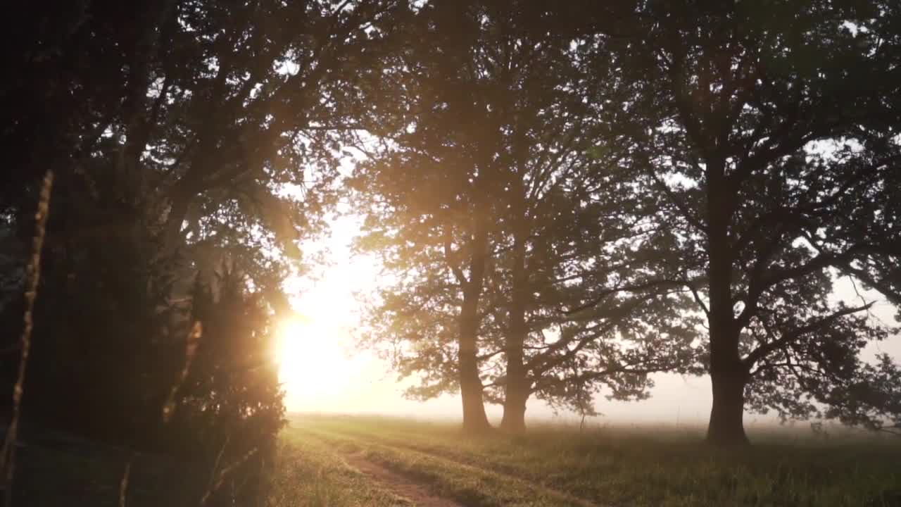 Background Nature Video (No Sound, No Music) - Free Stock Footage